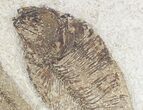 Gorgeous Diplomystus Fossil Fish Plate - x #20818-3